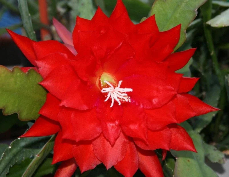 Epiphyllum Lothario Orchid Cactus Cuttings - Don's Rare Indoor Gardening Plants