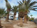 Canary Island Date Palm Plants - 13-15" Tall, Phoenix Canariensis, Tropical Indoor & Outdoor, 2 Pack
