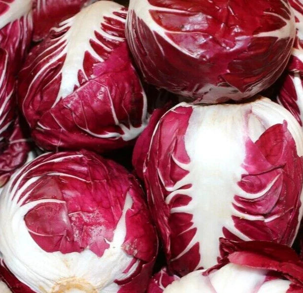 Radicchio Seeds 1000+ Rouge de Verona Vegetable Cichorium intybus for Cool Season Gardens