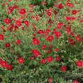 Scarlet Cinquefoil Seeds - 1000 Red Flower Perennial for Pollinators Bees Hummingbirds Potentilla × Gordonii