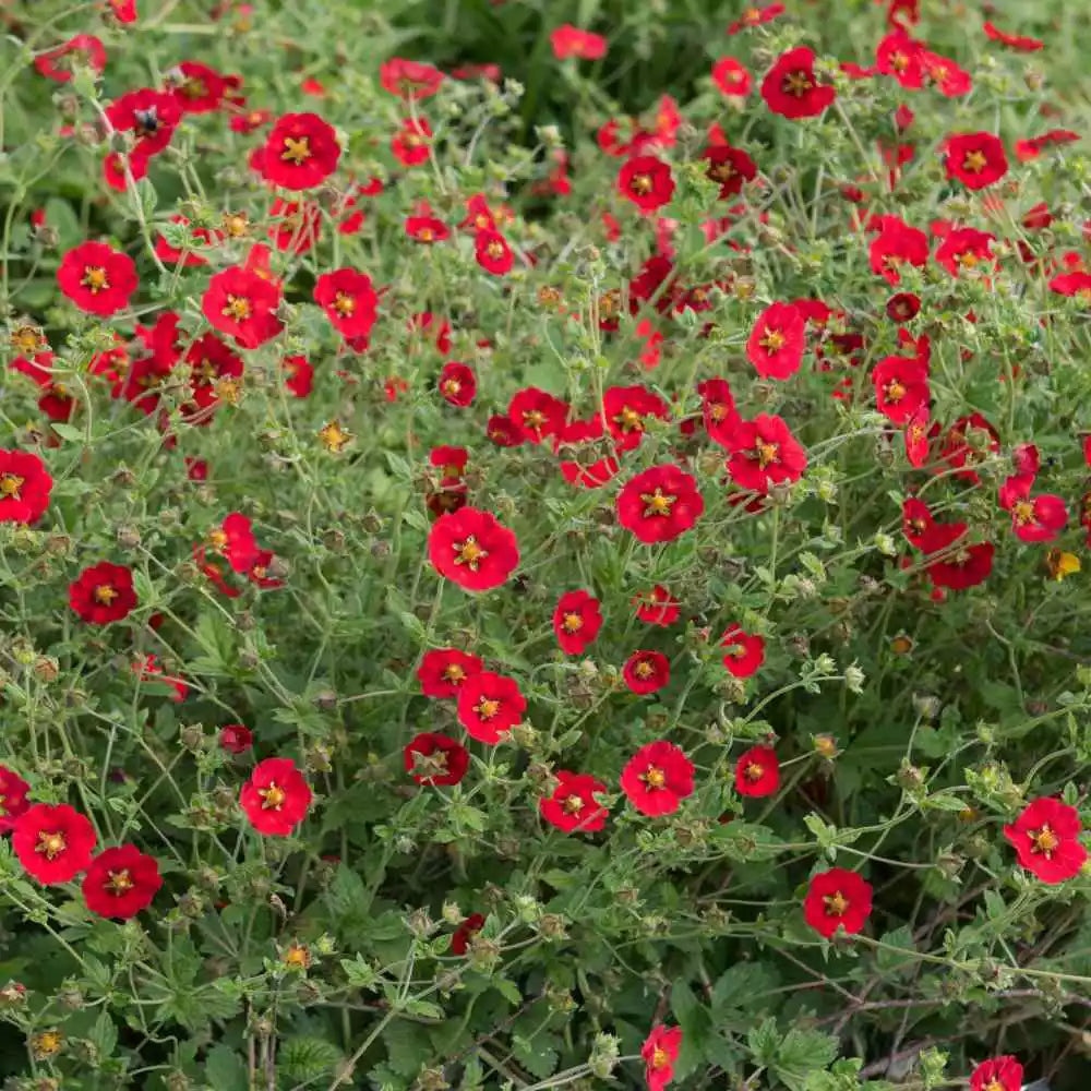 Scarlet Cinquefoil Seeds - 1000 Red Flower Perennial for Pollinators Bees Hummingbirds Potentilla × Gordonii