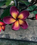 Plumeria Seeds - 5 Dark Purple Yellow Flowers - Perennial Plant - Plumeria rubra Seeds for Garden, Landscaping & Containers