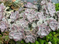 Graptopetalum Purple Delight Succulent Cuttings - 2 Live Plants for Indoor Gardening