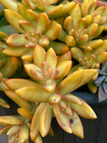 Rare Succulent Cutting - 2-Inch Sedum Orange Delight Unrooted Live Plant for Indoor & Outdoor Gardening