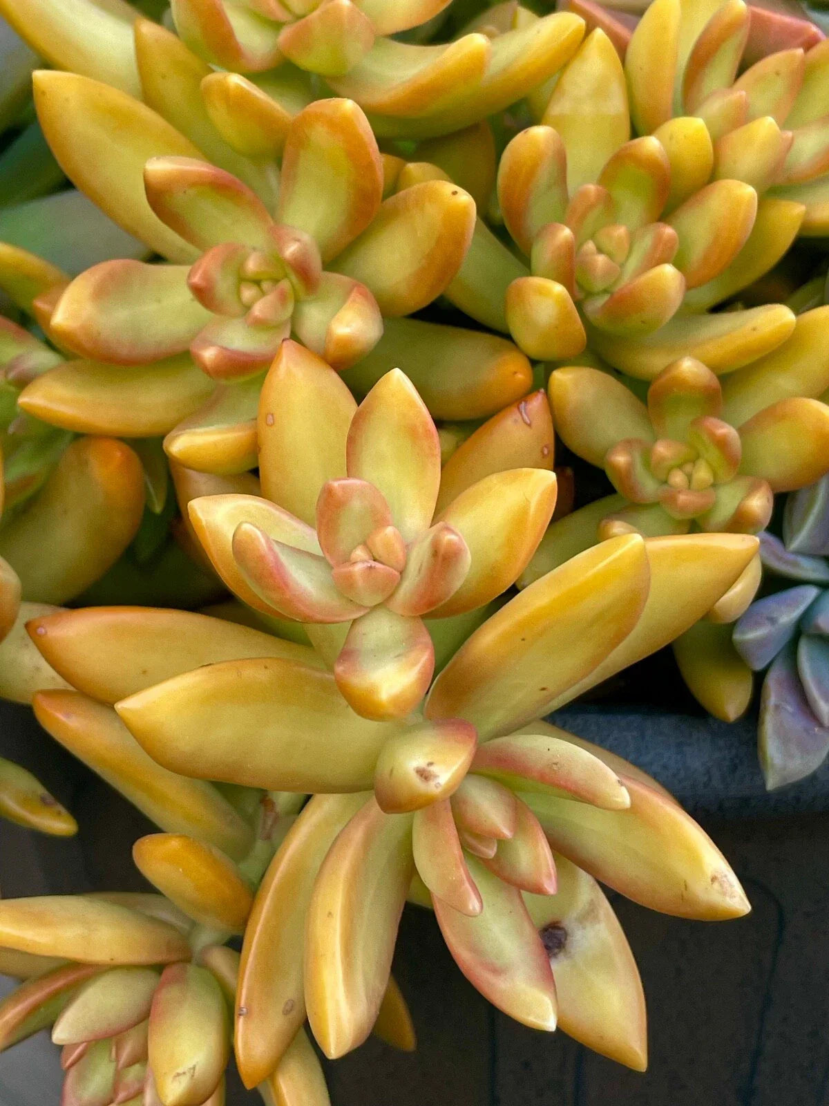 Rare Succulent Cutting - 2-Inch Sedum Orange Delight Unrooted Live Plant for Indoor & Outdoor Gardening