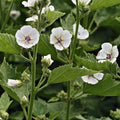 Marshmallow Seeds - 50 Pack, Althaea officinalis, Perennial Herb for Gardening, Herbal Tea & Culinary Use