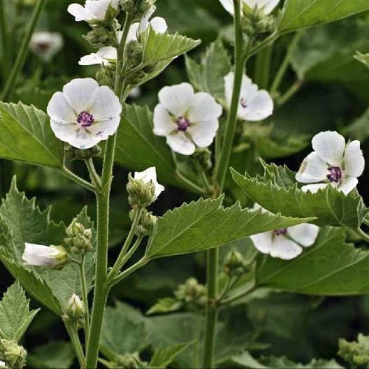 Marshmallow Seeds - 50 Pack, Althaea officinalis, Perennial Herb for Gardening, Herbal Tea & Culinary Use
