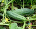 Marketmore 76 Cucumber Seeds – Heirloom Cucumis sativus for Garden Planting, Non-GMO, Full Sun, Packaged Seeds