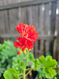 Organic Red Geranium Live Plant - 2 Inch Pot Pelargonium hortorum for Indoor & Outdoor Gardens