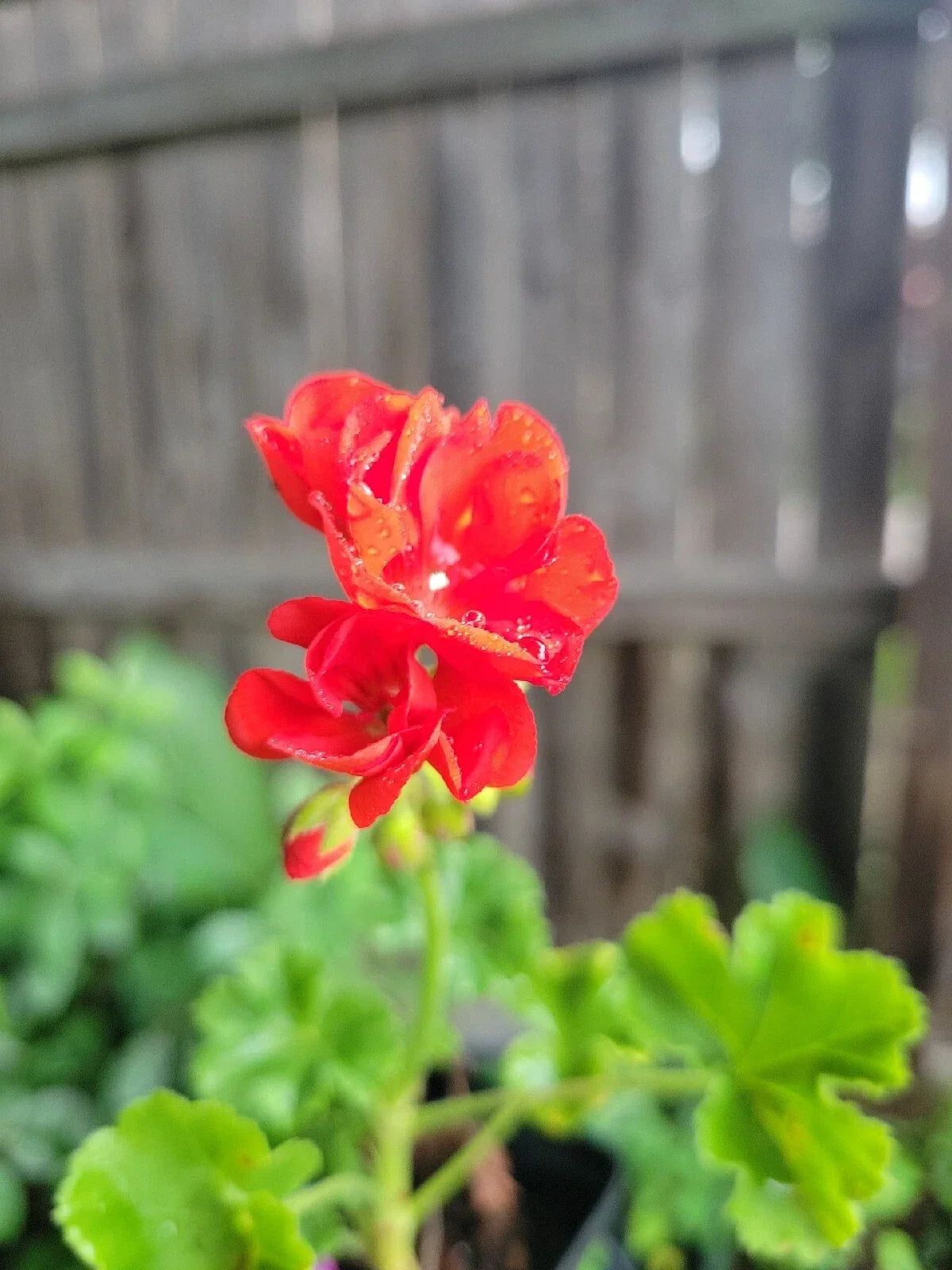 Organic Red Geranium Live Plant - 2 Inch Pot Pelargonium hortorum for Indoor & Outdoor Gardens