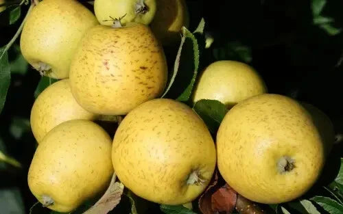 Pitmaston Pine Apple Seeds - 25+ Ananas comosus Heirloom Fruit Seeds for Garden Planting