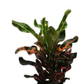 Croton Mamey Plant Cuttings 4"-6" with Extra Species, Codiaeum variegatum, Indoor & Outdoor Tropical Foliage