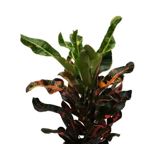 Croton Mamey Plant Cuttings 4"-6" with Extra Species, Codiaeum variegatum, Indoor & Outdoor Tropical Foliage