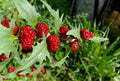 Strawberry Spinach Seeds - 150 Pack Chenopodium foliosum Edible Leaves & Bright Red Berries Heirloom Vegetable Garden Seeds