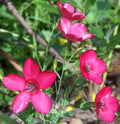 Scarlet Flax Seeds, Drought Tolerant, Red Flowers, Linum grandiflorum, Annual Plant, 240 Seeds, Low Water, Full Sun