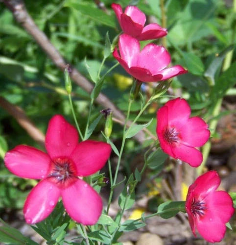 Scarlet Flax Seeds, Drought Tolerant, Red Flowers, Linum grandiflorum, Annual Plant, 240 Seeds, Low Water, Full Sun