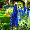 Pride of Madeira Flower Seeds - Blue Tower of Jewels - Echium fastuosum - Garden Plant Seeds for Vibrant Blue Blooms