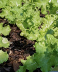 Lettuce Seeds - 4,000 Count - Grand Rapids Leaf Heirloom - Non-GMO Lactuca sativa for Salad Gardens