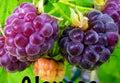 Glencoe Thornless Raspberry Plants 2 Pack – Live Rubus idaeus Fruit Garden Plants, Thornless, Easy Harvest, Juicy Berries