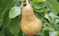 Merton Pride Pear Seeds - 25+ Pyrus communis Fruit Tree Seeds for Garden Planting, Deciduous, USA Grown