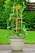 Bush Cucumber Seeds - Spacemaster Variety for Containers & Hanging Baskets, Cucumis sativus, Compact, High Yield