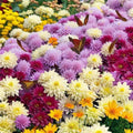 Live Chrysanthemum Plants - 3+ Years, All Colors, Well-Rooted, Native US Mum, Garden & Landscape Ready