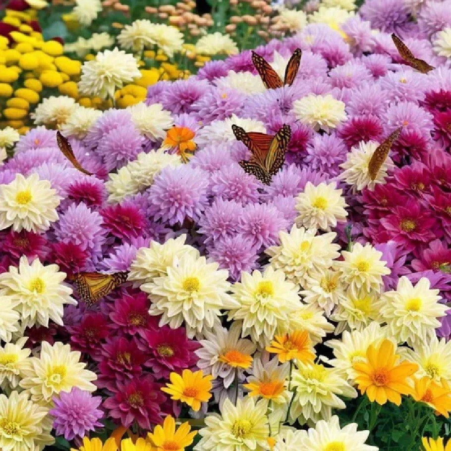 Live Chrysanthemum Plants - 3+ Years, All Colors, Well-Rooted, Native US Mum, Garden & Landscape Ready