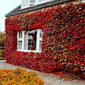 Virginia Creeper Vine Seeds - Parthenocissus quinquefolia Climbing Plant for Garden, Landscaping & Vertical Gardens