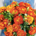 French Marigold Seeds Sparky Mix - 150+ Non-GMO Tagetes patula Heirloom Seeds for Pollinators