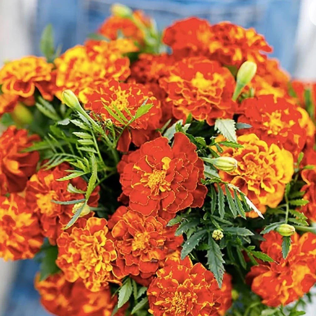 French Marigold Seeds Sparky Mix - 150+ Non-GMO Tagetes patula Heirloom Seeds for Pollinators