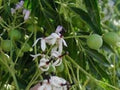 Melia Azedarach Seeds | Chinaberry Tree, Syringa Berry Tree, Cape Lilac | Ornamental Deciduous Tree | 10 Pack
