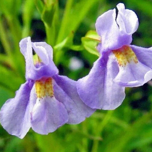 Monkey Flower Seeds 300+ Mimulus ringens Perennial Wildflower for Pollinators Native Garden
