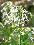White Jasmine Flowering Tobacco Seeds - Nicotiana sylvestris, 1500+ Seeds for Garden, Landscape & Containers