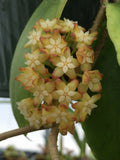 Hoya Crassicaulis Plant in 3" Pot – Rare Rooted Indoor Houseplant, Tropical Greenery, Vining, Easy-Care