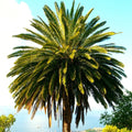 Canary Island Date Palm Seeds - Phoenix Canariensis, Tropical Garden, Indoor & Outdoor Planting, 10 Seeds