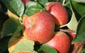 Orleans Reinette Apple Seeds - 25+ Premium Malus domestica Fruit Tree Seeds for Garden Planting, USA Grown, Free Shipping