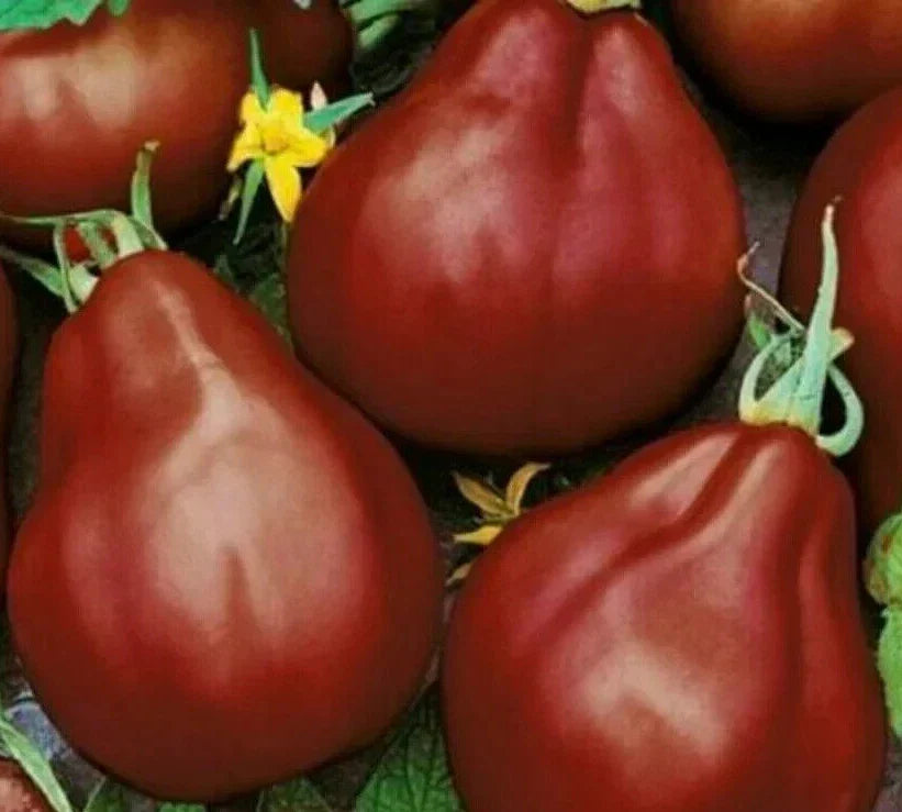 Black Truffle Tomato Seeds - Indeterminate Heirloom Vegetable Seeds for Garden, 50+ Lycopersicon esculentum