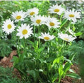 Shasta Daisy Seeds - Leucanthemum x superbum Non-GMO Perennial Flower Seeds for Garden, White Bloom Variety