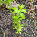 Goji Berry Plants - 10 Rooted Cuttings of Lycium Barbarum - Organic Superfood Garden Plants