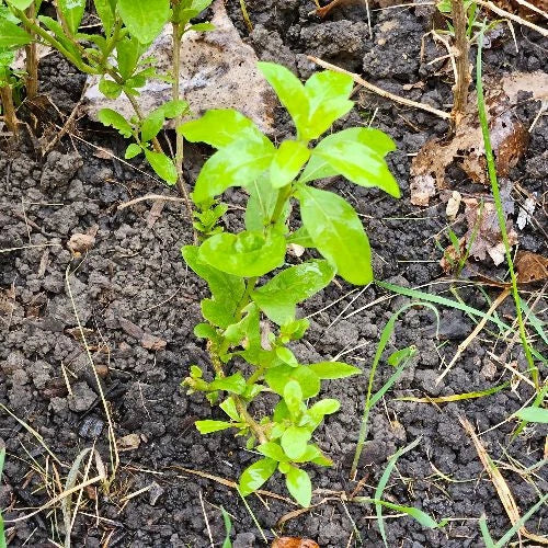 Goji Berry Plants - 10 Rooted Cuttings of Lycium Barbarum - Organic Superfood Garden Plants