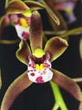Orchid Plant Bare Root Bulb Cymbidium Darjeeling - Exotic Flowering Houseplant for Indoor Decor