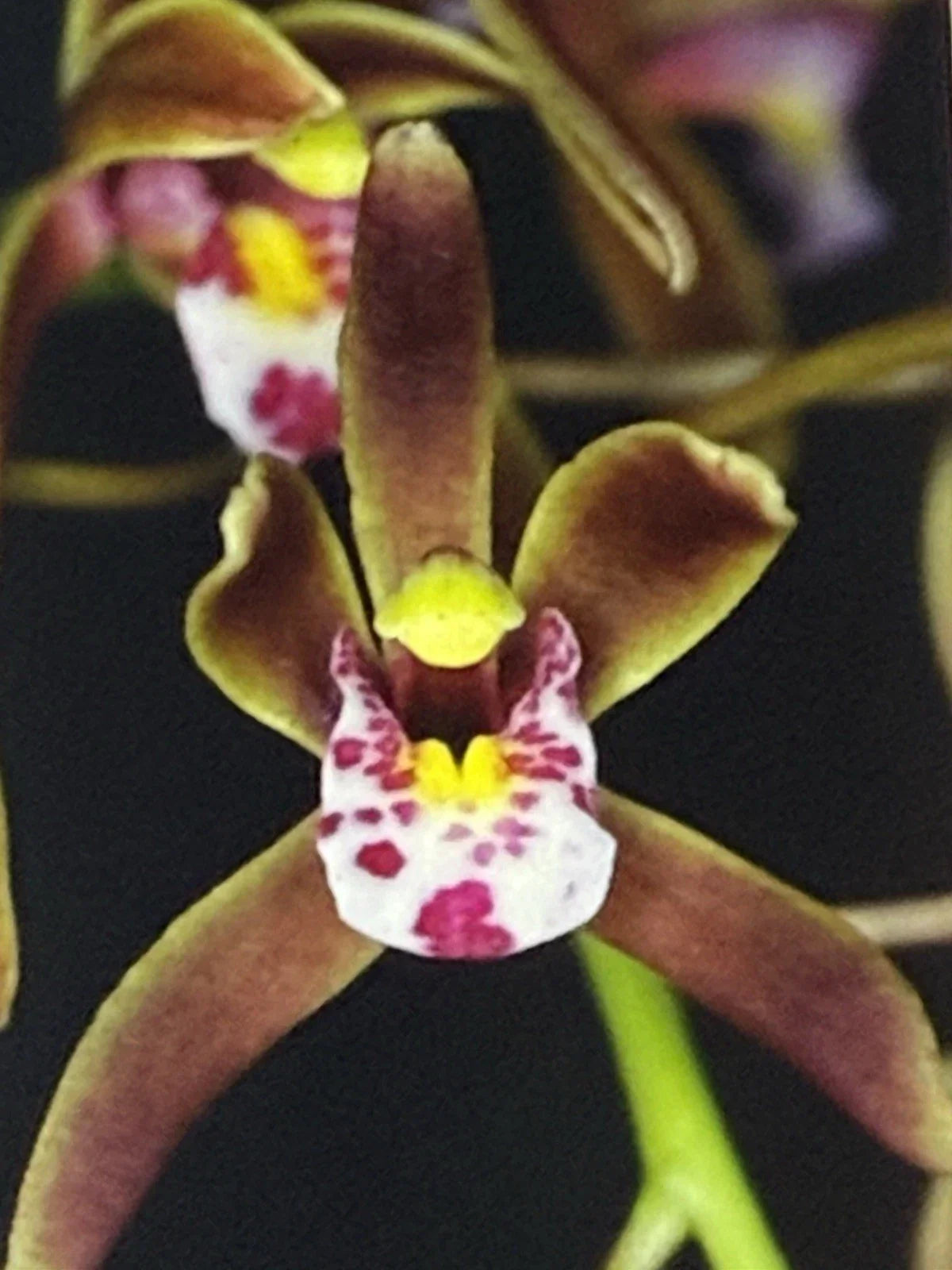 Orchid Plant Bare Root Bulb Cymbidium Darjeeling - Exotic Flowering Houseplant for Indoor Decor