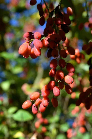 Goji Berry Seeds - Heirloom NON-GMO Lycium chinense for Superfood Garden Planting Supplies - 50+ Seeds