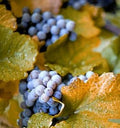 Concord Grape Seeds - Organic Vitis labrusca, 10 Seeds, Fox Grape, Climbing Vine for Jam, Jelly & Wine