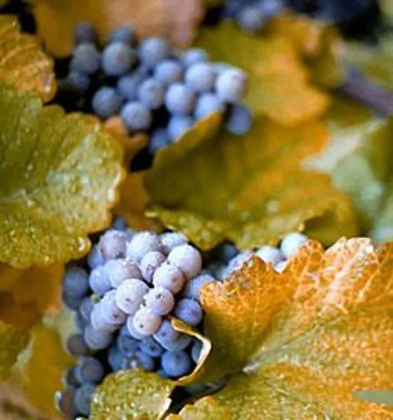Concord Grape Seeds - Organic Vitis labrusca, 10 Seeds, Fox Grape, Climbing Vine for Jam, Jelly & Wine