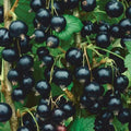 Dormant Live Rooted Consort Black Currant Shrub - Edible Ribes nigrum, Self-Pollinating, Chemical-Free, Zones 4-8