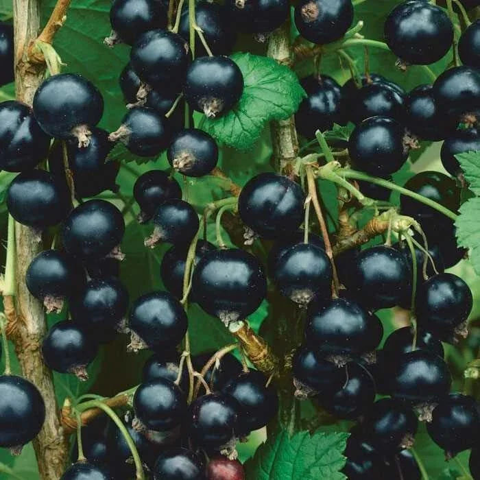 Dormant Live Rooted Consort Black Currant Shrub - Edible Ribes nigrum, Self-Pollinating, Chemical-Free, Zones 4-8