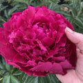 Herb Peony Bare Root Plant - Large 5-7 Eyes, Avis Varner, Field Grown, Paeonia lactiflora, Fall Shipping