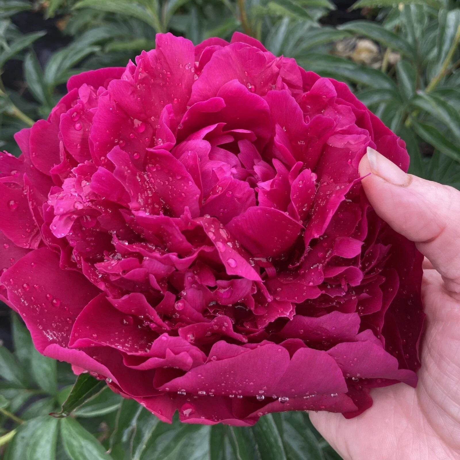 Herb Peony Bare Root Plant - Large 5-7 Eyes, Avis Varner, Field Grown, Paeonia lactiflora, Fall Shipping