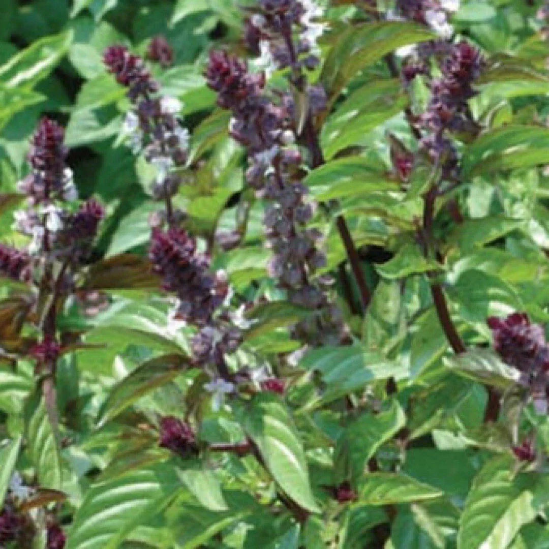 Heirloom Cinnamon Basil Seeds 500+ | Organic Ocimum basilicum | Non-GMO, Full Sun, Bushy Growth, Culinary & Garden Use